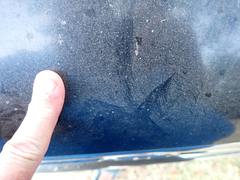 Callipepla californica