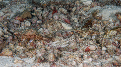 Eurypegasus draconis