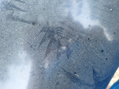 Callipepla californica