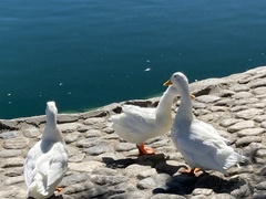 Anas platyrhynchos domesticus