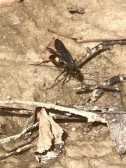 Pompiloidea