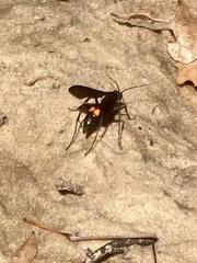 Pompiloidea