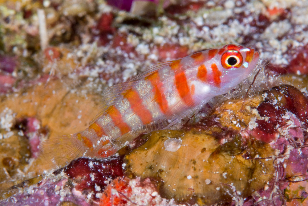 Candycane Pygmy Goby