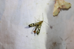 Synanthedon acerni