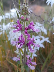 Stachys grandidentata