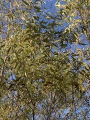 Salix amygdaloides
