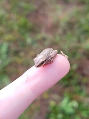 Hyla femoralis