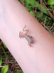 Hyla femoralis