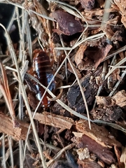 Parcoblatta pennsylvanica