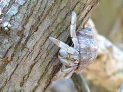 Coenobita compressus