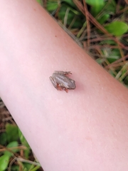 Hyla femoralis