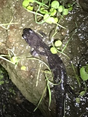 Desmognathus conanti