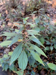 Parietaria judaica