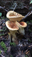 Turbinellus floccosus