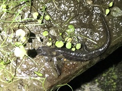 Desmognathus conanti