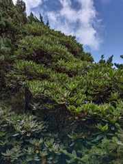 Rhododendron pseudochrysanthum