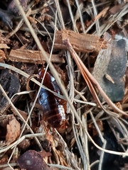 Parcoblatta pennsylvanica