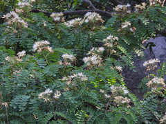 Albizia kalkora