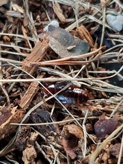 Parcoblatta pennsylvanica