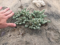 Euphorbia leucophylla