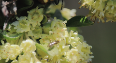 Grammicopterus flavescens