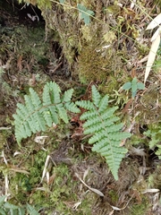 Dryopteris transmorrisonensis