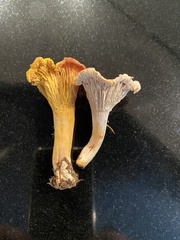 Craterellus melanoxeros