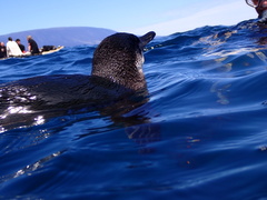 Spheniscus mendiculus