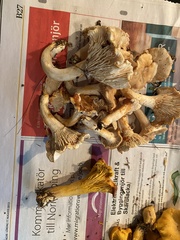 Craterellus melanoxeros