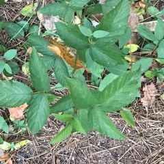 Phyllanthus urinaria