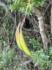 Campsis radicans