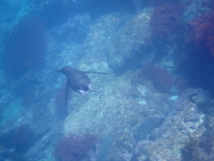 Spheniscus mendiculus