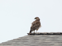 Buteo lineatus elegans