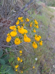Calceolaria corymbosa