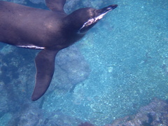 Spheniscus mendiculus