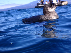 Spheniscus mendiculus