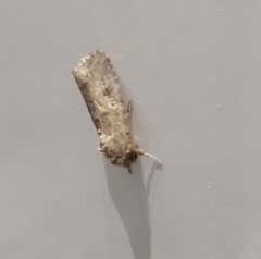 Spodoptera cilium
