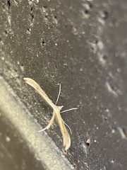 Stenoptilia zophodactylus