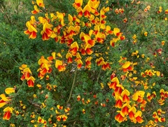 Cytisus scoparius