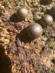 Lycogala epidendrum