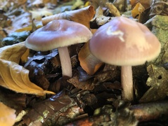 Mycena rosea