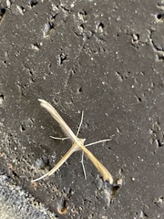 Stenoptilia zophodactylus
