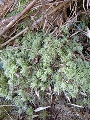 Sphagnum palustre