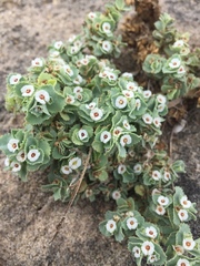 Euphorbia leucophylla