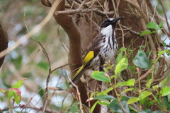 Phylidonyris niger