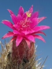 Oreocereus doelzianus