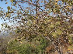 Bursera copallifera