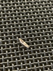 Crocidosema plebejana