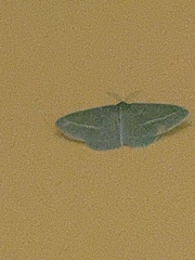 Chlorocoma stereota