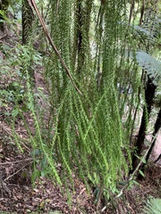 Phlegmariurus varius